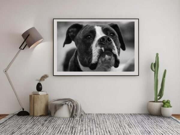 Boxer_hund_poster