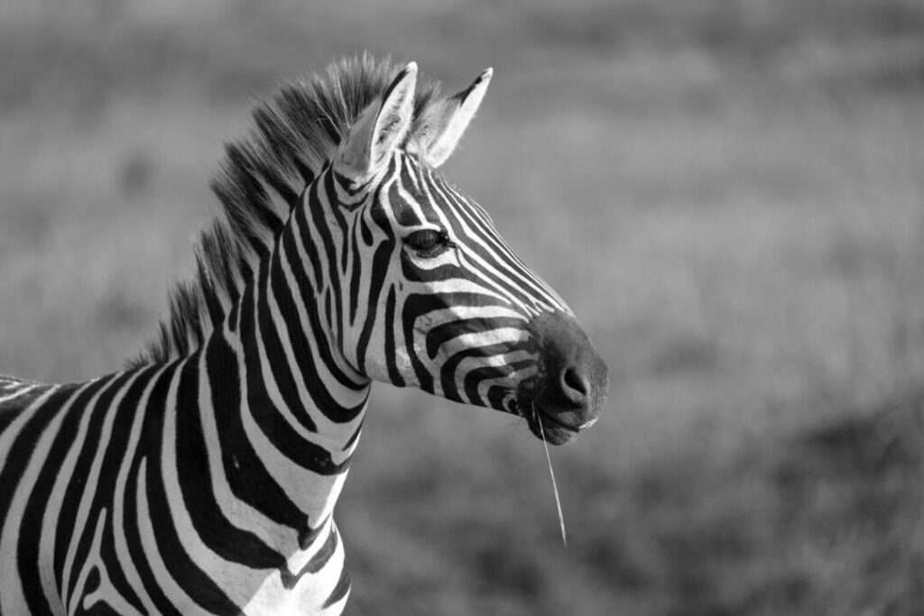 Närbilden_ av_en_ zebra_ i_ en_nationalpark