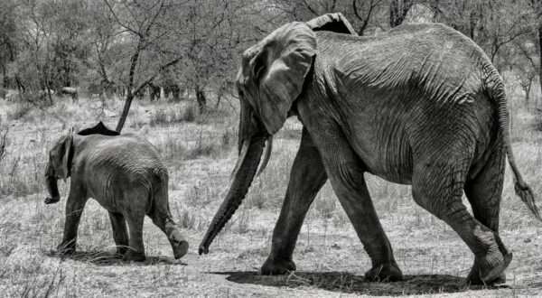 En närbild i gråskala av en söt elefant som går på det torra gräset med sin baby i vildmarken