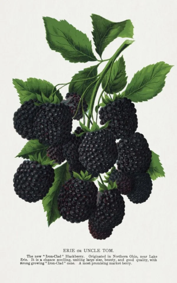 Posters för Kök – Dekorera med Inspirerande Köksaffischer